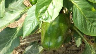 Vegetable Garden and Homesteading May 2012