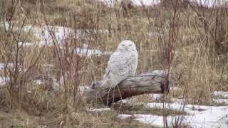 Snowy Owl