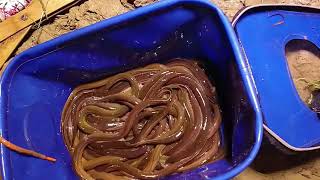 Best Eel Fishing | Master eel catchers go out to hunt at night in the fields