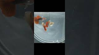 HB Red Rose - Imported, Pure line Guppy (for more details, check the description) #shorts