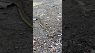 PACIFIC GOPHER SNAKE