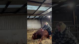 Night Time massages #bull #limousincattle #farming #farmlove #farmlife #farm