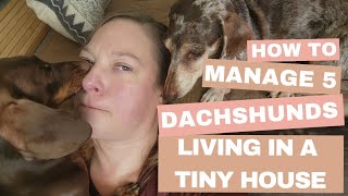 Keeping the Peace: Living With 5 Dachshund in a Small House