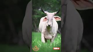 amazing never seen before animals transformation ❤️🦁#viral animals #shorts #tiktok # whatsapp status