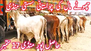 Hasil Pur Mandi | Sahiwal Cholistani Cow Mandi || Global Village Farming