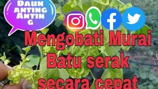 Tips Menybuhkan murai Batu serak secara cepat dan terbukti ampuh