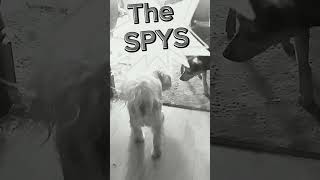 The Spys! #funny #cool #dog #spy #lol #fyp #cute #slomotion #spys