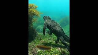 Marine Iguana | The Only Marine Lizard Species On Earth Which Can Dive  More Than 65.ft Underwater.