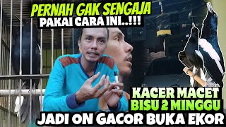 PERNAH GAK SENGAJA PAKAI CARA INI, KACER MACET 2 MINGGU JADI GACOR BUKA EKOR