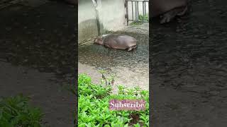 Hippo taking bath so hot weather