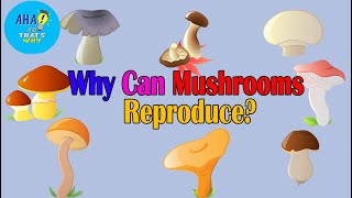 Why Can Mushroom Reproduce Without Seeds and Roots?