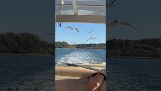 Kid giving food to seagulls ∥ Hamamatsu #japan #hamamatsu #shizuoka #kids #birds #wildlife #lakeview