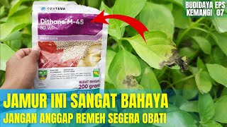 CARA MENGATASI JAMUR PADA TANAMAN KEMANGI