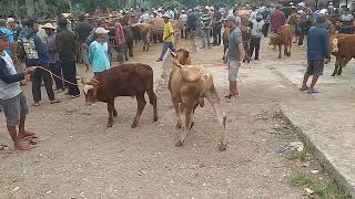 stock Sapi Bakalan / Bibit pasar Sapi Pracimantoro