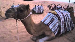 Dubai Desert Safari with Arabian Adventures