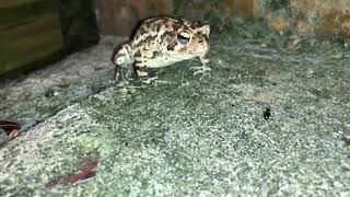 Taneisha the Wild Toad eating Brachymyrmex and Solenopsis invicta Queens