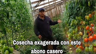 Hicimos el mejor fertilizante orgánico para TOMATES súper GRANDES, mejor floración y nuevos brotes.