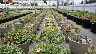 Biological Control: Harnessing Nature in the Nursery Industry