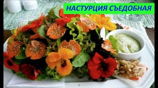 НАСТУРЦИЯ СЪЕДОБНАЯ № 115