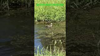 Ducklings on the run! #mottled #duck  #waterfowl  #florida