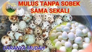 CARA MEREBUS TELUR PUYUH TIDAK PECAH DAN MUDAH DIKUPAS || TIPS DAN CARA || OLAHAN TELUR