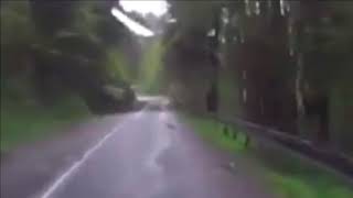 Trees collapse on a car driving through the forest!!!!!