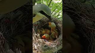 Long Tailed Bird Feeds Babies (p5)#viral #trending #shorts feed #shorts