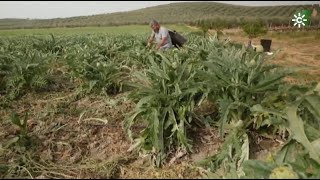 Agricultura ecológica y sostenible