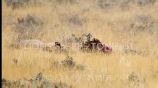 Lions sleeps after dinner in Namibië jungle.