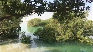 Mangrove forest Qatar ,Al thakira Beach Qatar