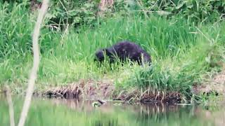 Обыкновенный бобр - Castor fiber - Eurasian beaver