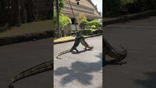 Monitor lizard battle in Lumphini Park. #bkk #bangkok # #ไทย #wow #battleroyale