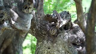 Arabian Scops-Owl Otus pamelae  sneeking through nesting hole