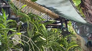 Butterflies visiting the greenhouse#nature #nature