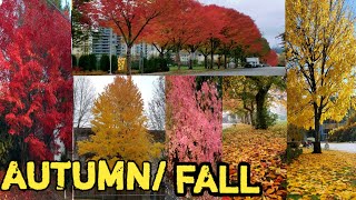 🇨🇦CANADA/ Autumn/Fall Season/