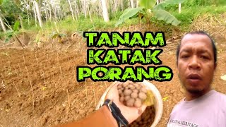 WAKTU DAN MUSIM TANAM PORANG