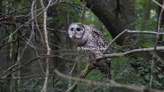 Barred owl flies away from chickadees