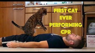 Amazing first cat ever imitates CPR - chest compressions moves