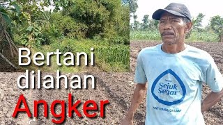 Pak Gito petani yang sukses memanfaatkan lahan hutan