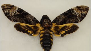 Death Head Silence of the Lambs Hawk Moth (Acherontia Atropos)