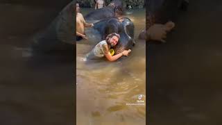 Elephants at Krabi, Thailand