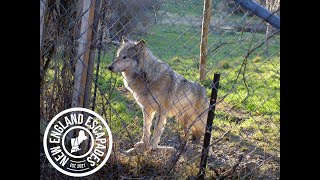 Wolf Hollow - A wolf sanctuary on the North Shore of Massachusetts!