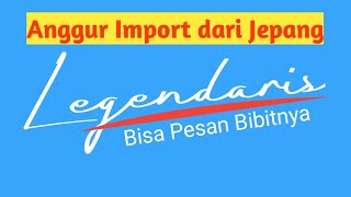 Anggur Import dari Jepang yang cantik