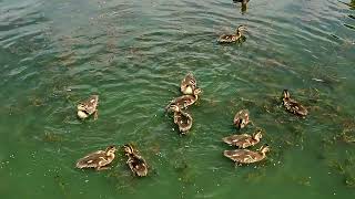 A Duck Family Playing Together In a Pond