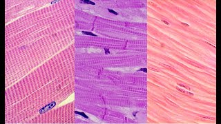 Lab 5.1 - Muscle Tissue