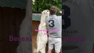 Муж і Козел одного зросту )) #ферма #animals #goat #myfarm