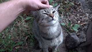 Cats are happy to meet me