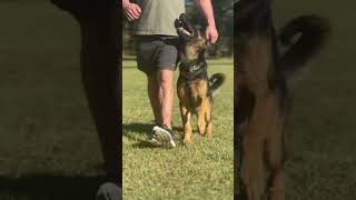 Lurko trained family protection German Shepherd showing his flawless obedience #protectiondog