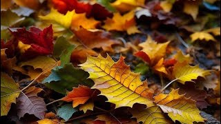 Шелест листвы для сна Rustle of leaves #ASMR #АСМР