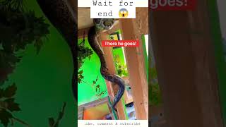 Python Climbs Wall 😱🐍....#shorts #shortsfeed #shortscreator #python